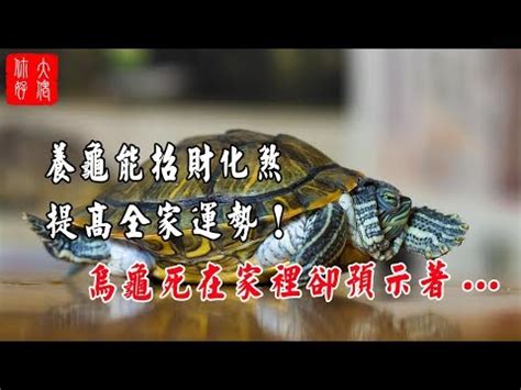 烏龜代表什麼意思|龜鱉目